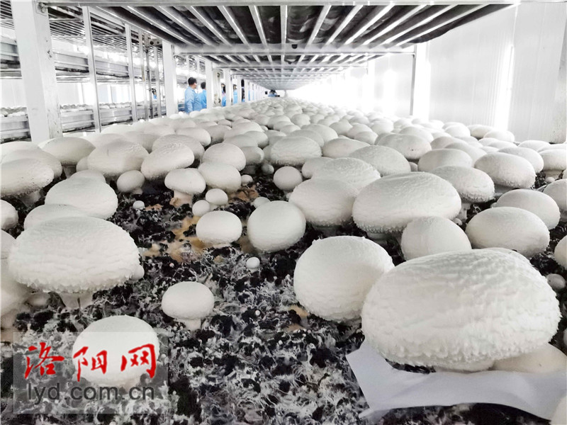 食用菌種植工廠化 產(chǎn)業(yè)升級助農(nóng)致富的新路徑